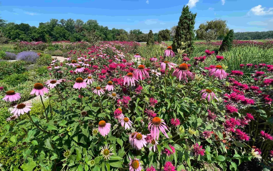 Landscape Design in Clarksburg: What New Construction Homeowners Should Know